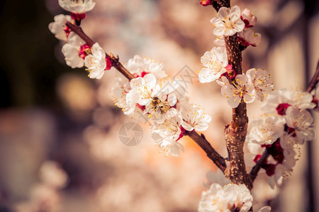 白色开花樱的近照复制空间图片