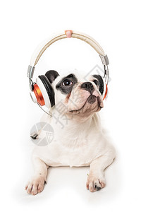 狗用耳机监听音乐图片