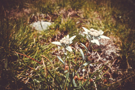 火绒草Edelweis花朵紧贴法国瓦诺伊思家公园法瓦诺伊思家公园Edelweis花朵背景