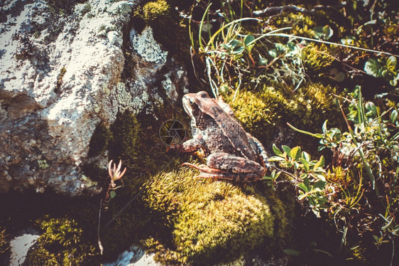 法国阿尔卑斯山法国阿尔卑斯山岩石上常见青蛙图片