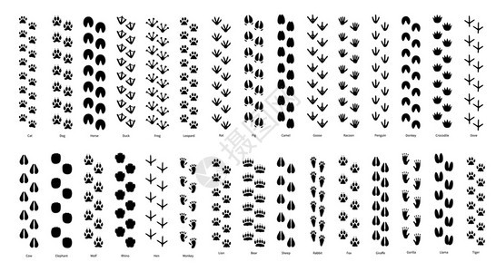 野生动物足迹背景背景图片