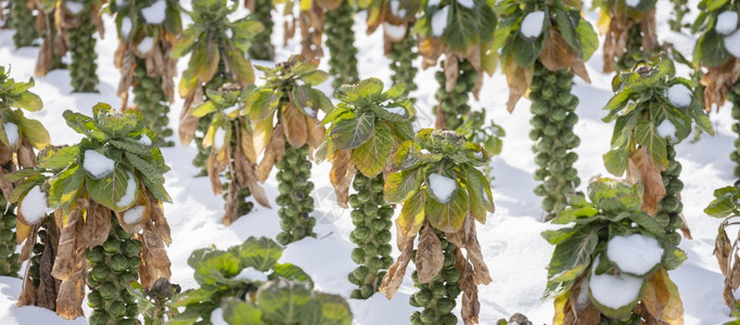 冬季野外大面积的贝芽有雪图片