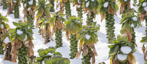 冬季野外大面积的贝芽有雪图片