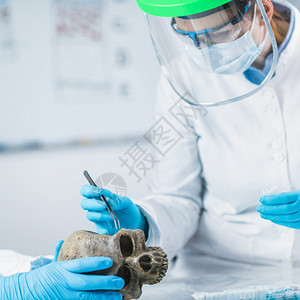 年轻女考古学家在代DNA实验室分析人类头骨生物考古学家分析实验室中的古人类骨骼图片