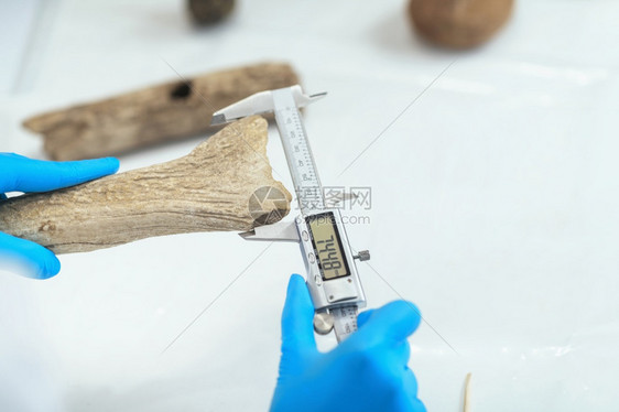 实验室用数字卡利per用数字卡利per测量鹿角实验室的考古研究者图片