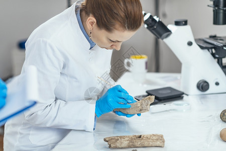 实验室分析古老鹿角工具的年轻女考古学家图片