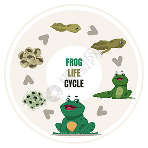 青蛙生命周期 背景图片
