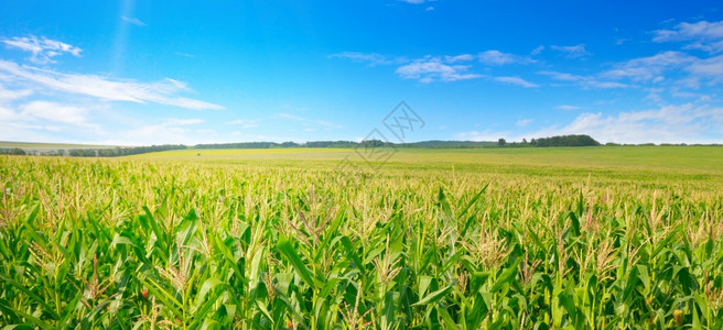 阳光明媚的蓝天玉米田农业景观广博的照片图片