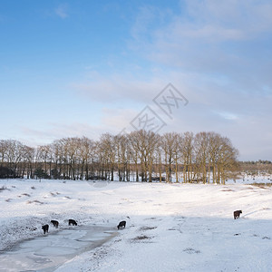 在雪中喝水的苏格兰高棉牛覆盖了杜奇省的冬季风景在rhenen和Elst附近图片