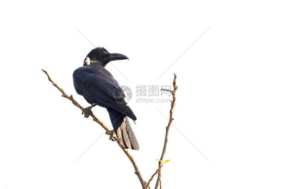乌鸦在白背景上被隔离的树枝图像鸟类野生动物图片