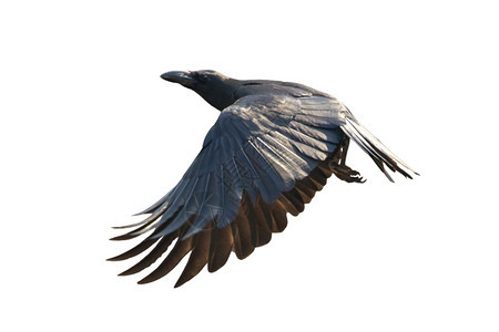 一只乌鸦的翅膀在白色背景上被孤立的画面鸟儿野兽背景图片