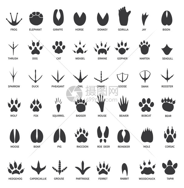 动物足迹爪印大象和猩野牛狼猫狗鹿有黑足迹的矢量板说明野生动物狼的