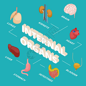 人体内脏器官病媒说明3D脑心脏胃肺肾3d脑心肾刀和肝器官肾大脑图表细胞解剖概念3d脑心肺肾图片