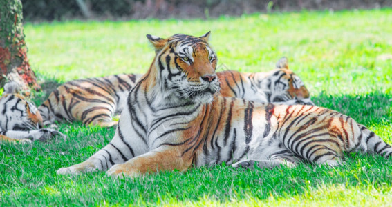 老虎躺在草地上图片素材