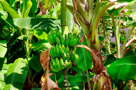 有机香蕉种植园一堆绿香蕉图片