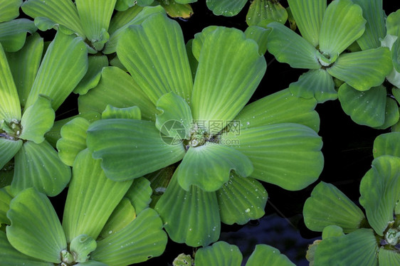 水生植物kapukapu或apuapu图片