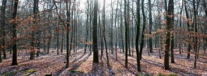 林青幼的山毛树和地上雪的粉尘落叶背光冬季太阳落下地内靠近提勒支图片
