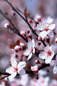 树枝花芽和鲜春天卉背景图片