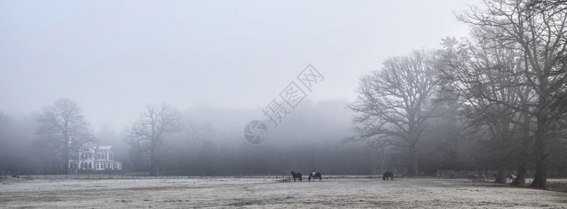 冬季清晨雾中叶勒支草和马图片