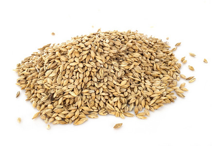 孤立的马白色背景面前的大麦种子背景