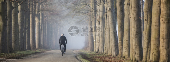 清晨阳光下在荷兰河边乌得勒支附近雾的日间杜茨风景中骑自行车的人和蜜蜂树干图片