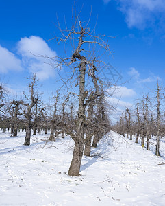 果园中古苹树的一行长在寒冬内地的蓝天下有雪图片