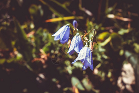 法国瓦诺伊州家公园的露营花朵图片