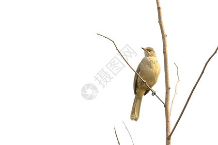动物鸟类Pycnonotusblanfordi图片