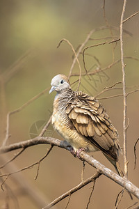 斑马鸽子在自然背景的树枝上图像动物鸟类图片