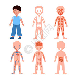 胸部整形男孩身体系统儿童解剖海报医学教育计划骨骼肌肉和神经循环