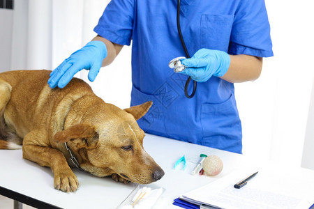 兽医诊所检查桌上的狗兽医护理蔬菜生和狗图片