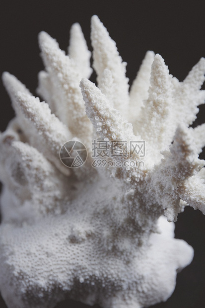 黑色背景的干珊瑚分支黑色背景的干珊瑚分支图片