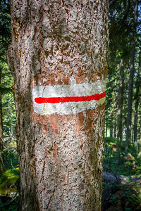白和红标记在Pralognan森林的树干上法国阿尔卑斯山白和红标记在Pralognan树干上法国阿尔卑斯山图片