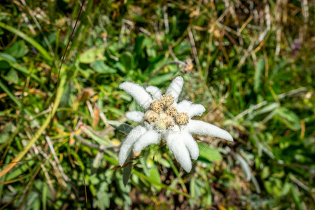 高山火绒草Edelweis花朵紧贴法国瓦诺伊思家公园法瓦诺伊思家公园Edelweis花朵背景