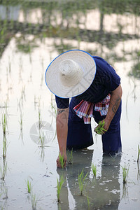 农民种植水稻图片