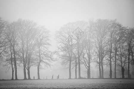在乌得勒支附近的森林中清晨雾两人在橡树之间慢跑图片