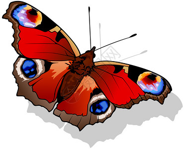 水墨蝴蝶孔雀蝴蝶插画