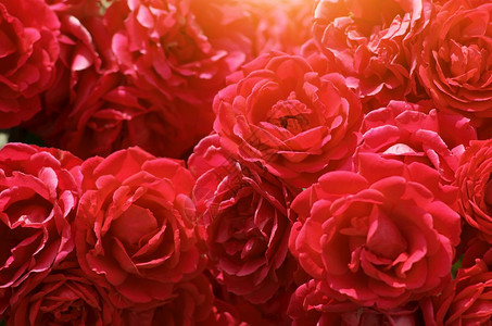 红玫瑰灌木鲜花背景纹理图片