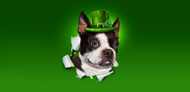 圣帕特里克日爱尔兰度假狗戴着绿色小妖精帽子长着一头火石的叶子像是一头有3D插图元素的纸上弹出牛顿梯子图片