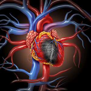 心脏病解剖概念和心血管疾病来自人体器官作为3D插图风格的医疗保健象征图片