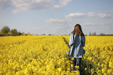 在黄开花的种子田中年轻女性。 在黄开的种子田中年轻女性。图片