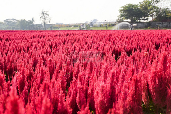 美丽的CerosiaPlumosa花朵夏季风景图片