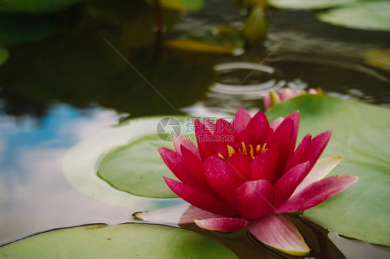 花朵在园中的美丽大自然粉发芽的莲花朵朵水百合是佛的象征图片