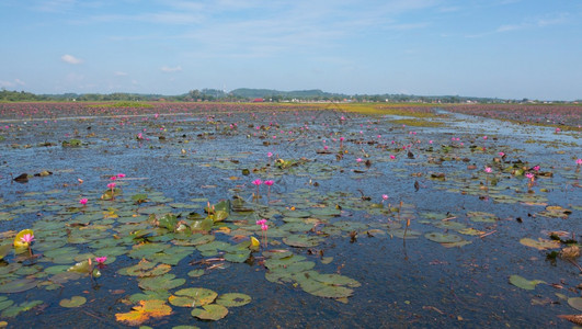 泰国Songkhla省ThaleNoi公园的池塘海洋或湖泊中粉红色莲花的空中最高视图图片