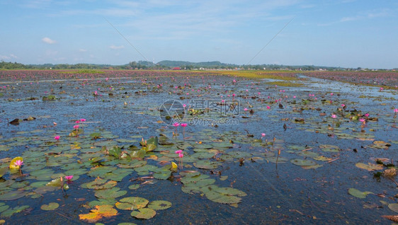 泰国Songkhla省ThaleNoi公园的池塘海洋或湖泊中粉红色莲花的空中最高视图图片