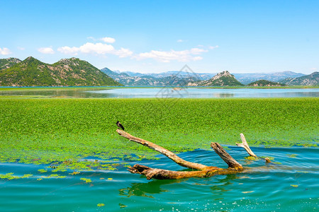 RijekaCrnojevicaCrnojevica惊人的景象Skadar湖公园黑山Skadar湖Skadar湖木桩图片