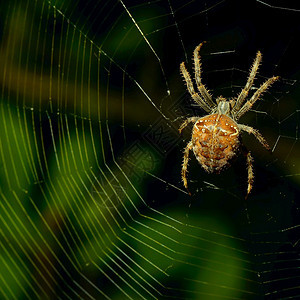 捕猎物的巨型山昆虫和蜘蛛的野生物图片
