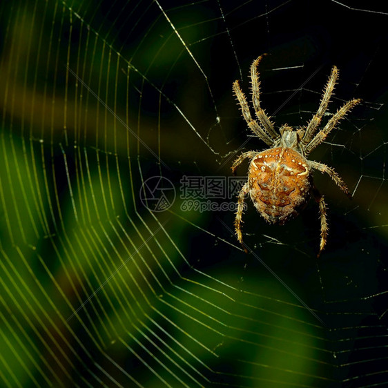 捕猎物的巨型山昆虫和蜘蛛的野生物图片