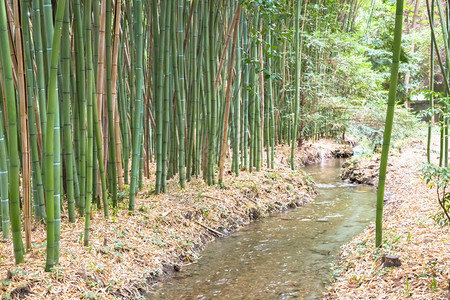 竹植物园关于金子环境和绿色生活的有用概念图片