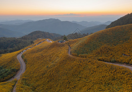 在泰国梅洪山家花园公和山丘中Marigold树或黄色花朵的空中景象旅行和度假中的自然景观DoiMaeUKho的ThungBuaT图片